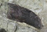 Bargain, 1.24" Allosaurus Tooth In Sandstone - Colorado - #130484-2
